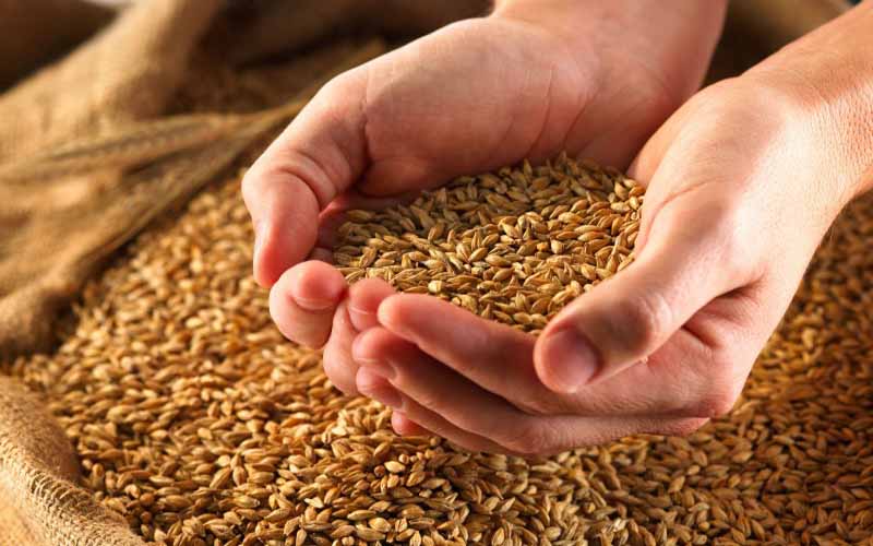 به گزارش وقایع نیوز به نقل از مهر، امسال به دلیل خشکسالی کشت گندم کاهش یافت. وزیر نیرو عنوان کرد، کشور در پنجمین سال متوالی خشکسالی قرار دارد. این مسئله سبب شده تا بخشی از گندم مورد نیاز کشور از طریق واردات تأمین شود.