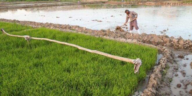 امسال ۱.۸ میلیون تن برنج در کشور تولید می شود
