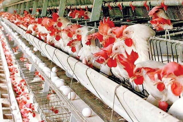 به گزارشاقتصادمحور، رئیس هیئت مدیره زنجیره مرغ تخمگذار استان قزوین با بیان این مطلب گفت: طرح جدید اعتباری بانک کشاورزی «نوی پو» برای تأمین نهاده و حمایت از واحدهای تولیدی اگر به درستی و بدون مانع تراشی‌ها اجرا شود بی‌شک به نفع بخش تولید و مردم خواهد بود ولی اگر با بروکراسی پیچیده اداری و همچنین خرده‌گیری‌ها همراه باشد، نتیجه‌ای در برندارد.