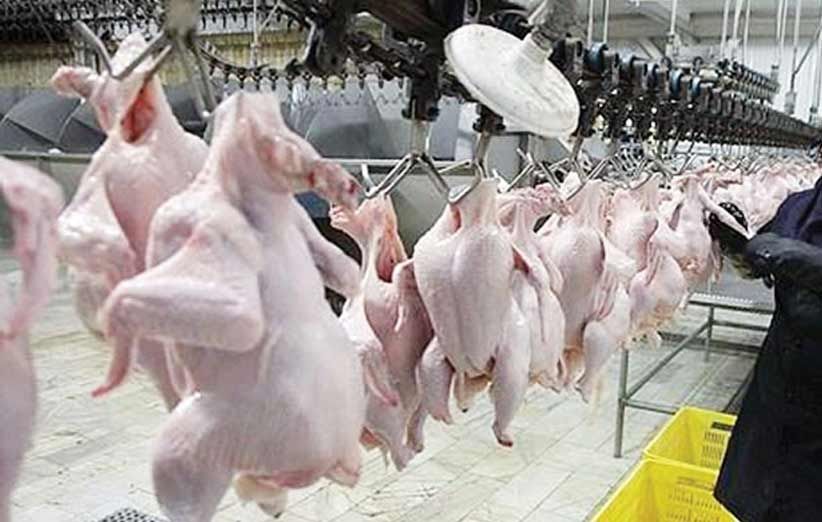 به گزارش تولیدگران کارآفرین:  رضا مبصری دبیر انجمن‌ تولیدکنندگان زنجیره گوشت مرغ در نشست خبری دیروز گفت:  با توجه به تولید ماهانه بین ۲۲۰ تا ۲۳۰ هزار تن گوشت مرغ در کشور، میزان صادرات تنها ۵ درصد تولید را در بر می‌گیرد که رقم زیادی نیست.
